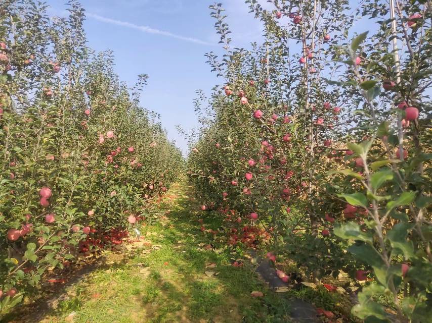 一片果园中挂满红绿相间果实的美8苹果树,果农正在观察果实成熟情况 果园中成熟的美8苹果树