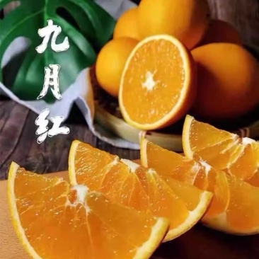 湖北宜昌秭归橙子大量上市九月红诚信批发欢老板来电