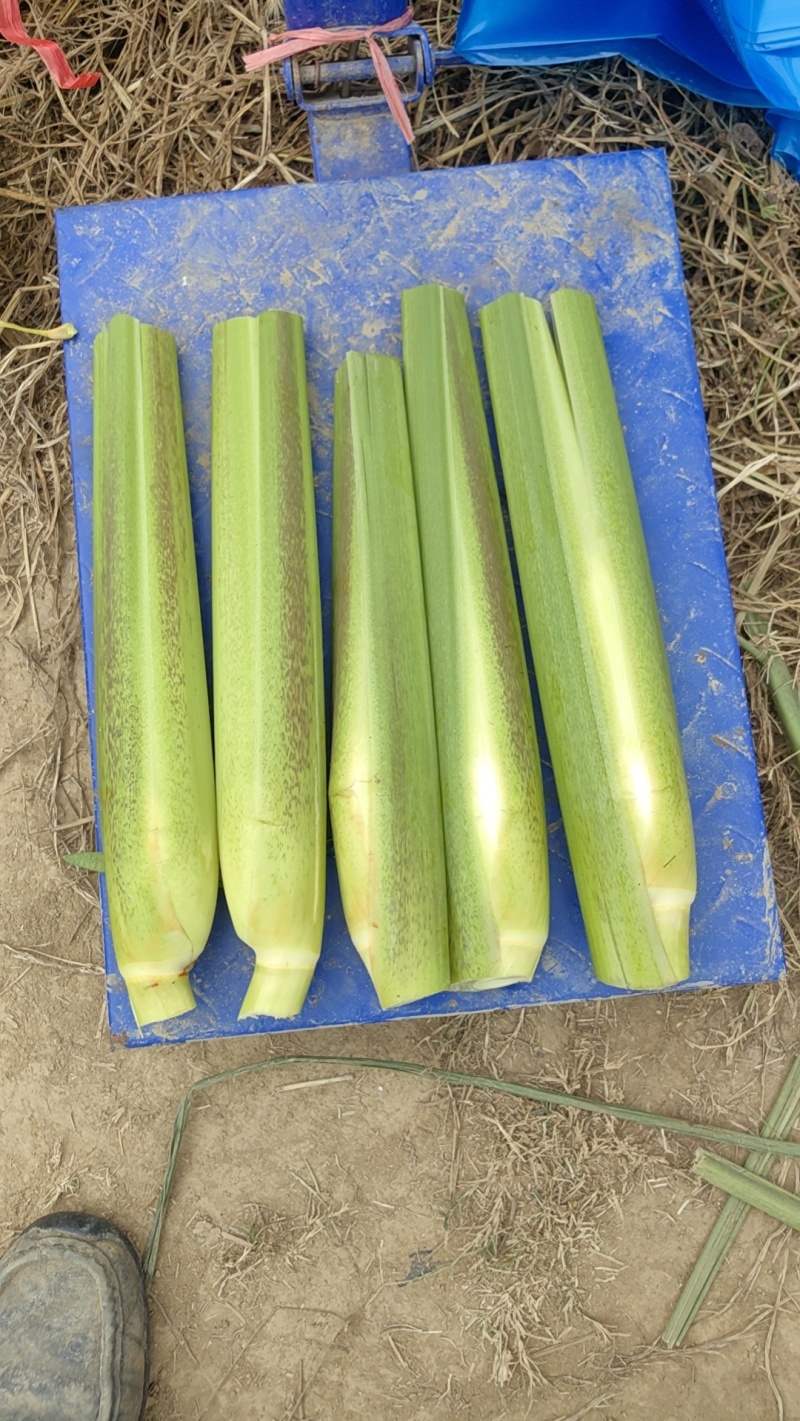 北京茭白大量上市一手货源品质保证欢迎来电
