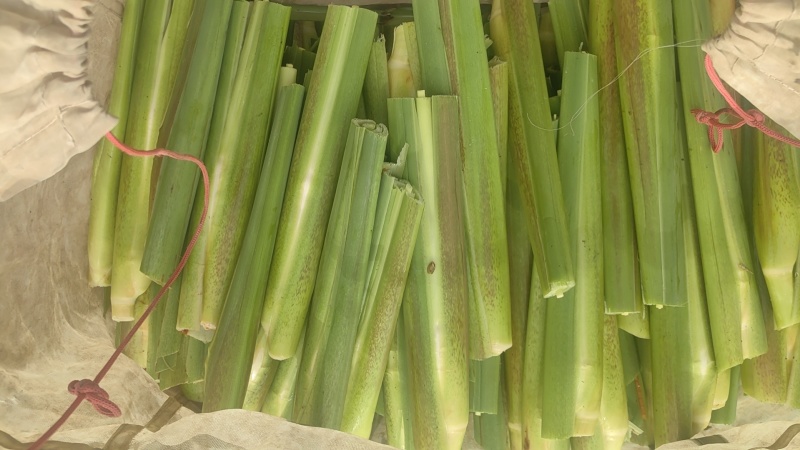 北京茭白大量上市一手货源品质保证欢迎来电