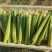 北京茭白大量上市一手货源品质保证欢迎来电