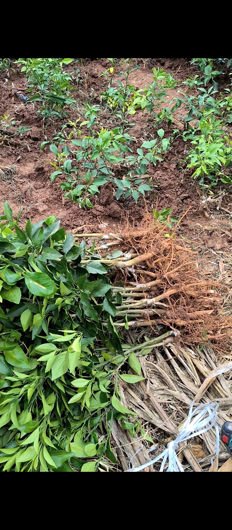 爱媛38#62#苗陆地苗健康苗提供种植管理技术