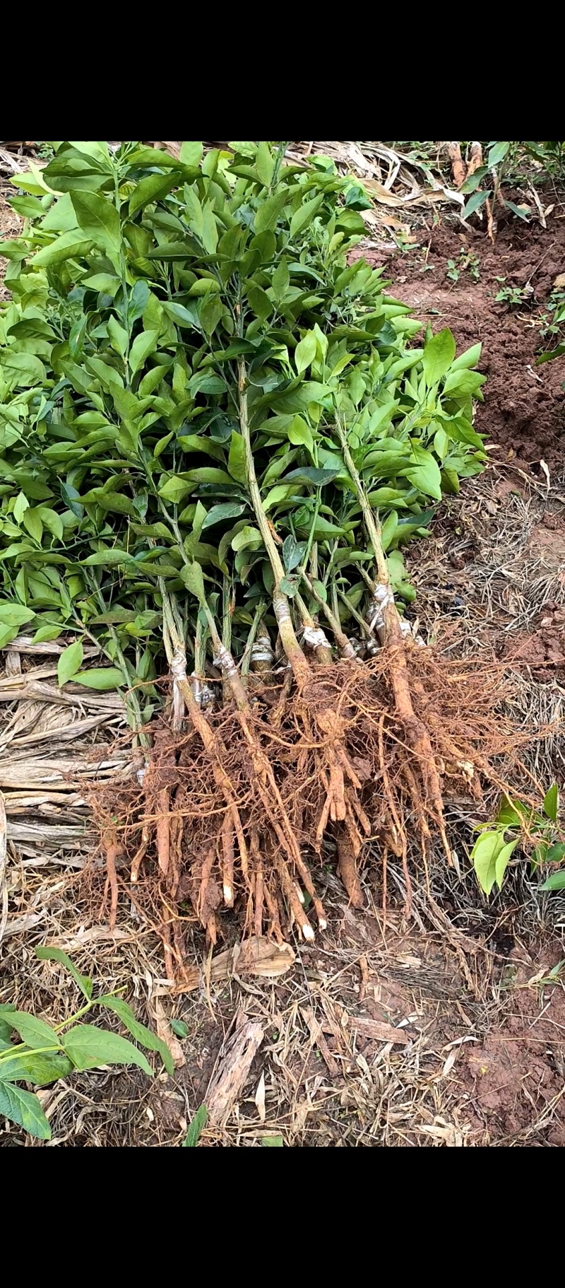 爱媛38#62#苗陆地苗健康苗提供种植管理技术
