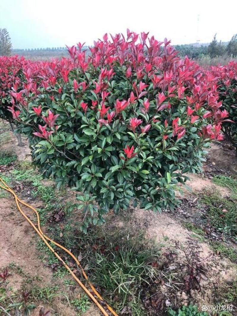 红叶石楠球大量供应，欢迎电话咨询