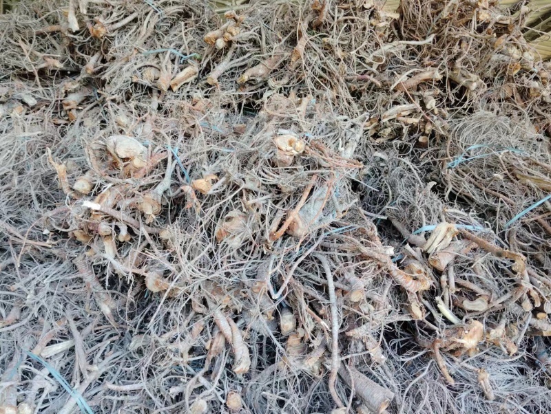广东桑树根（桑白皮）保质保量现挖现发对接全国欢迎来电洽谈