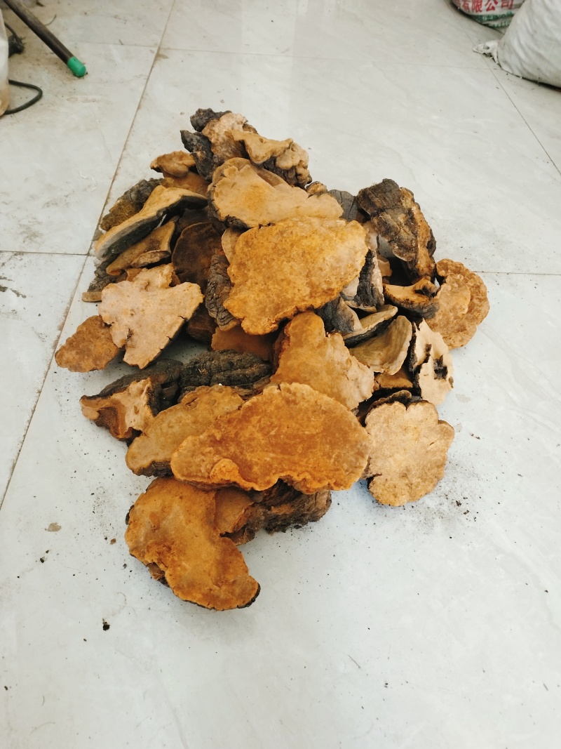 秦岭正品野生桑树桑黄，森林黄精。