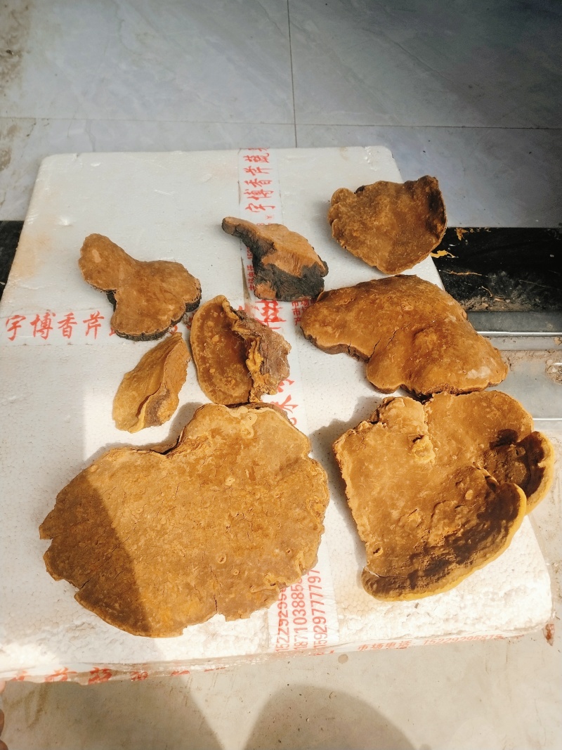秦岭正品野生桑树桑黄，森林黄精。