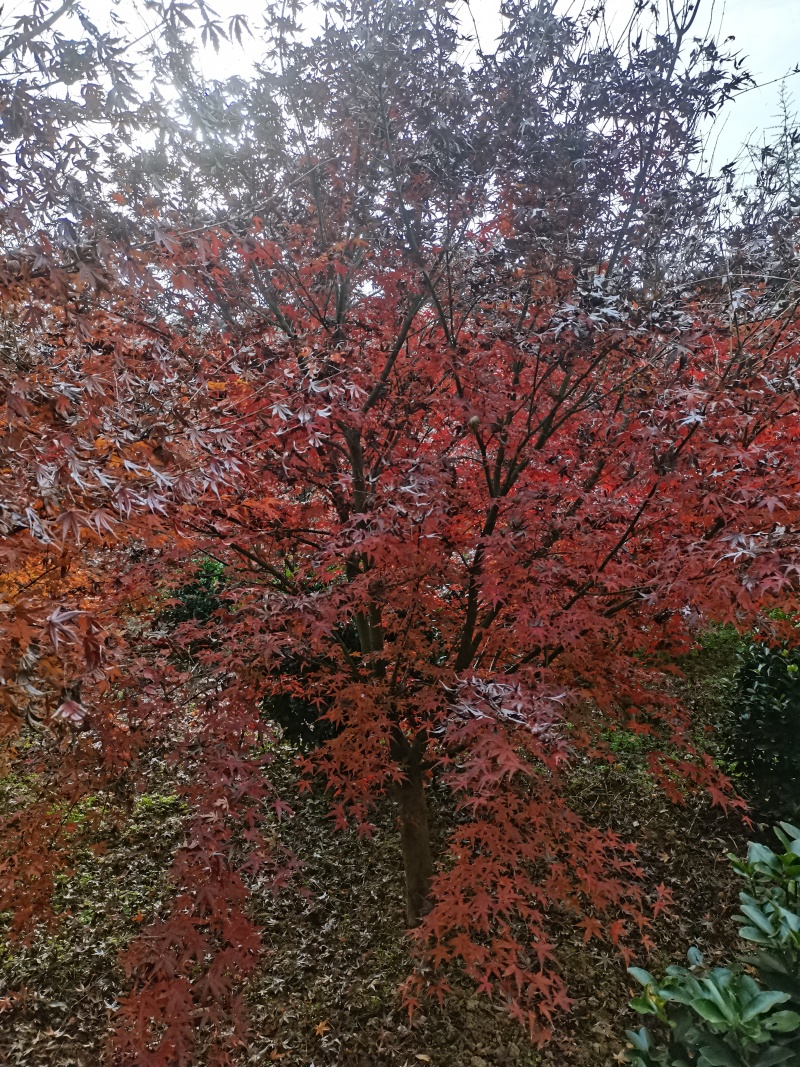 鸡爪槭