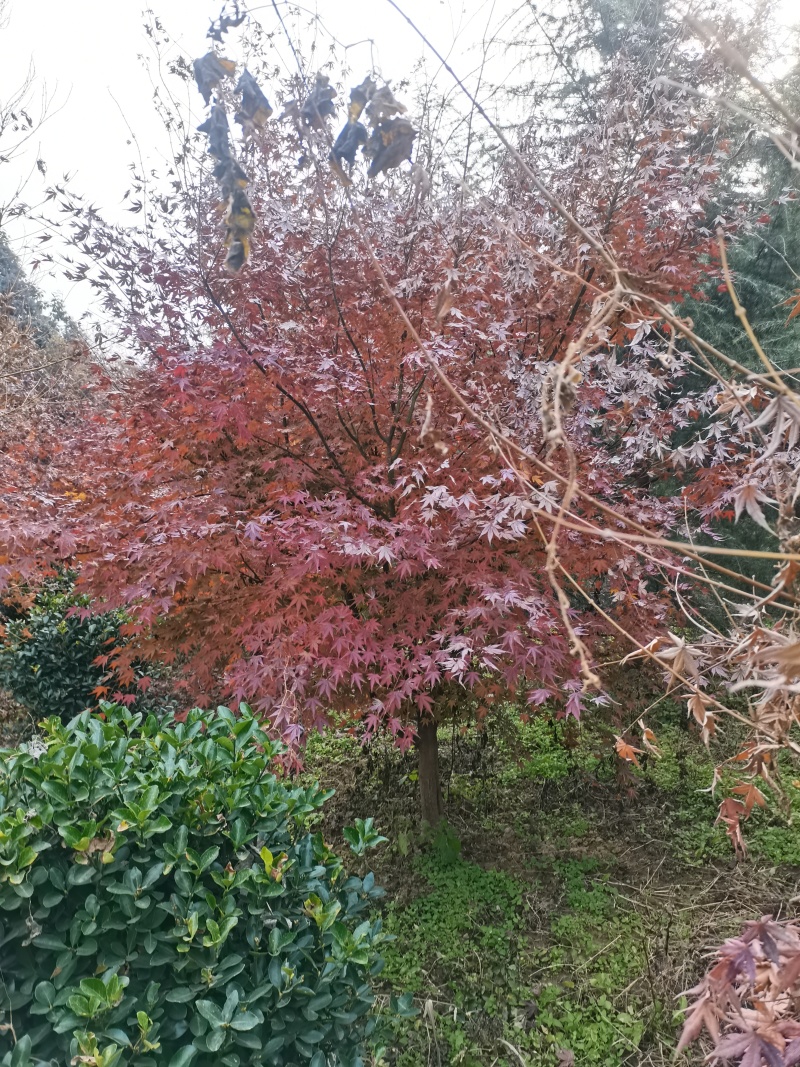 鸡爪槭