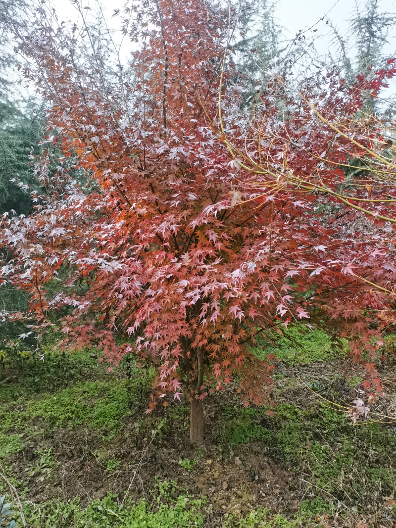鸡爪槭