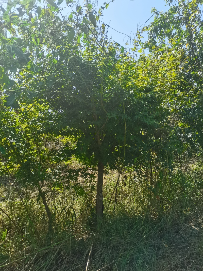 鸡爪槭