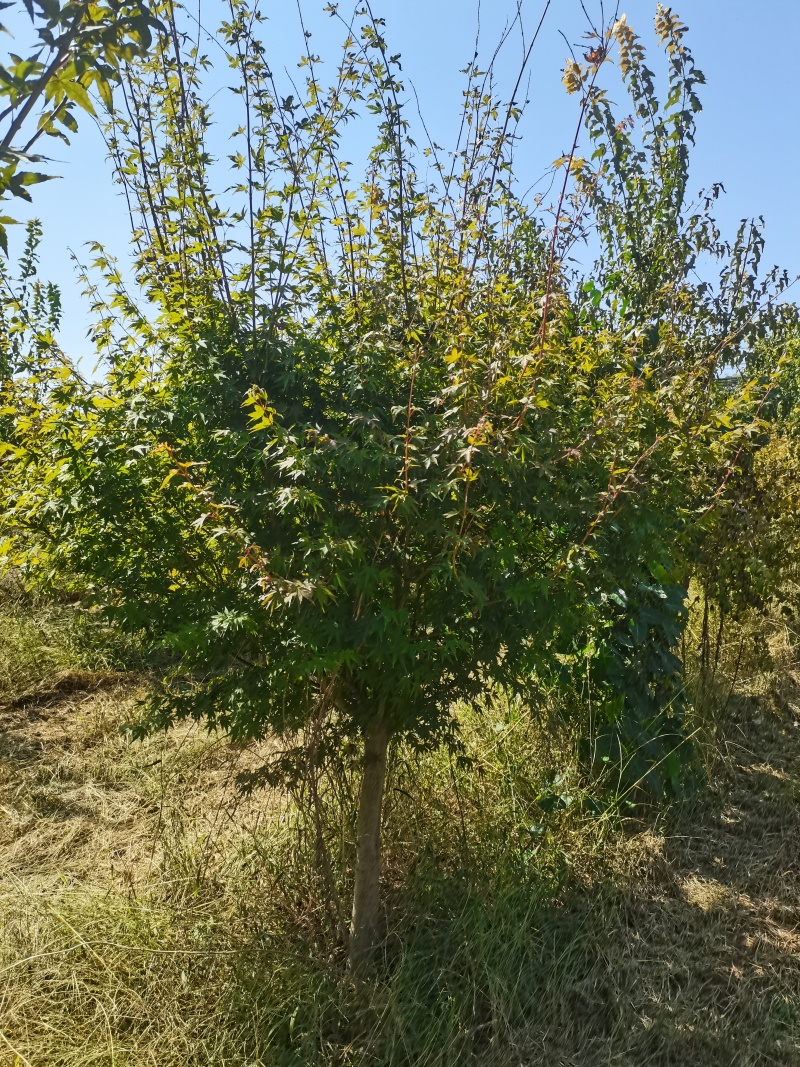 鸡爪槭