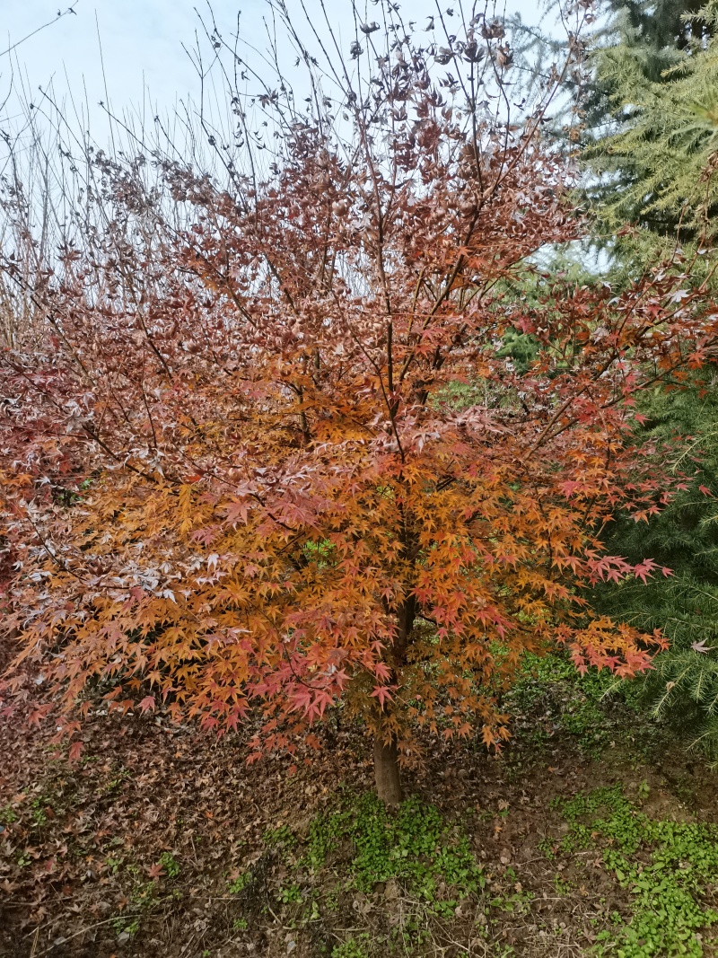 鸡爪槭