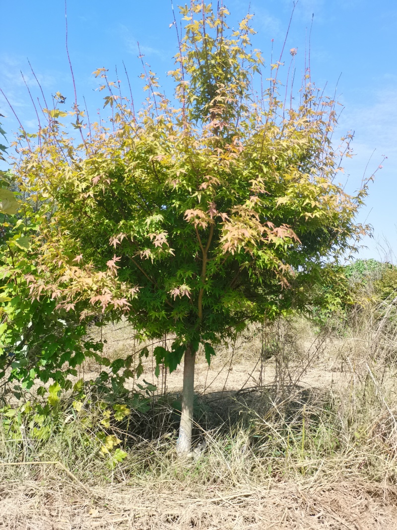 鸡爪槭