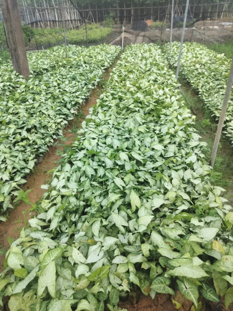 白蝴蝶。马蹄莲，