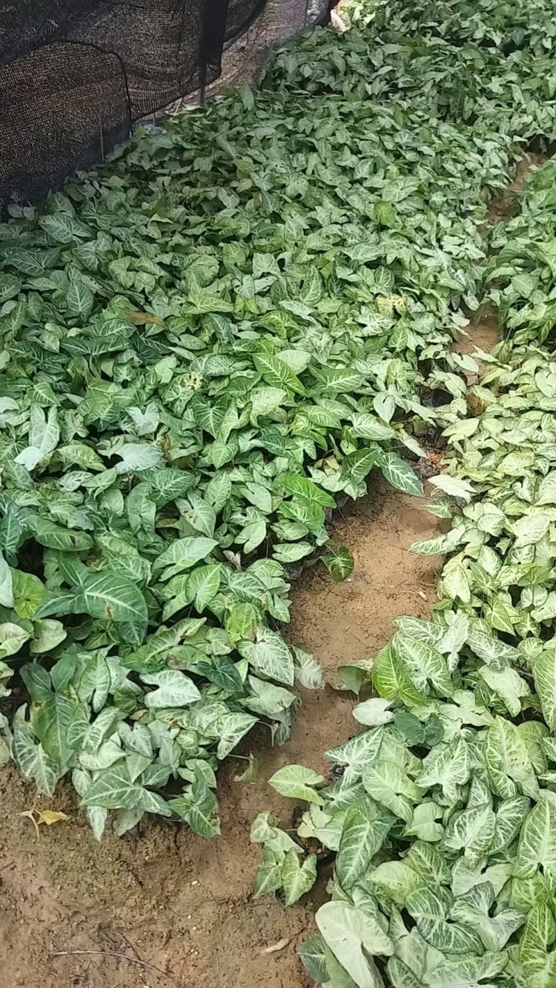 白蝴蝶。马蹄莲，