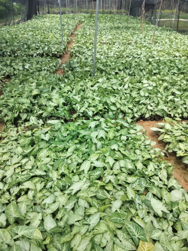 白蝴蝶。马蹄莲，