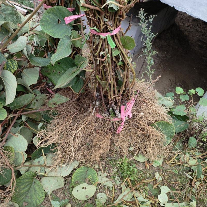 徐香猕猴桃苗