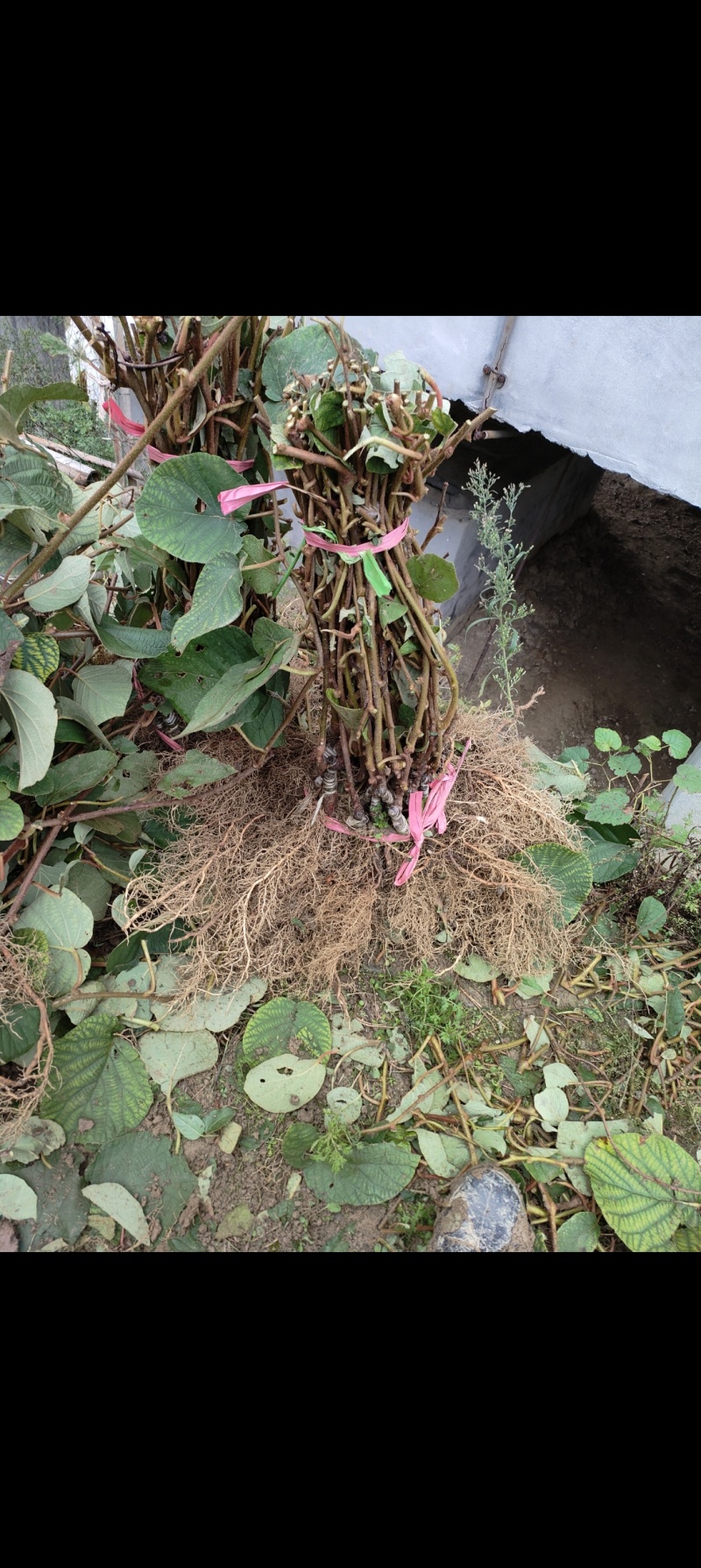 徐香猕猴桃苗