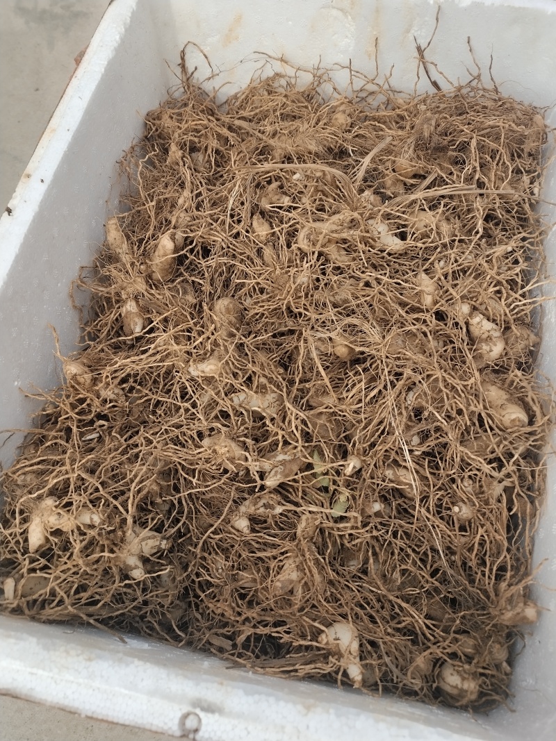 白及种，产地直销，价格实惠，质量好，常年经营