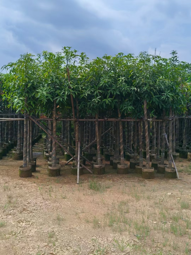 【芒果树】广东苗木基地直供质量保证一手货源欢迎订购