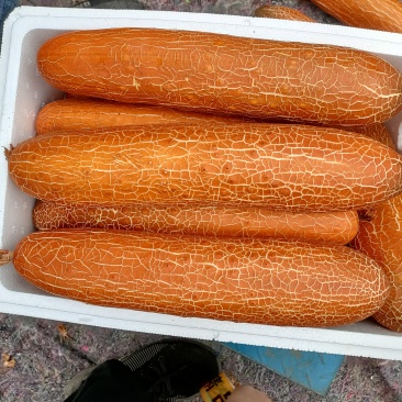 山东潍坊寿光精品老黄瓜陆续上市，价格不高，合作共赢！