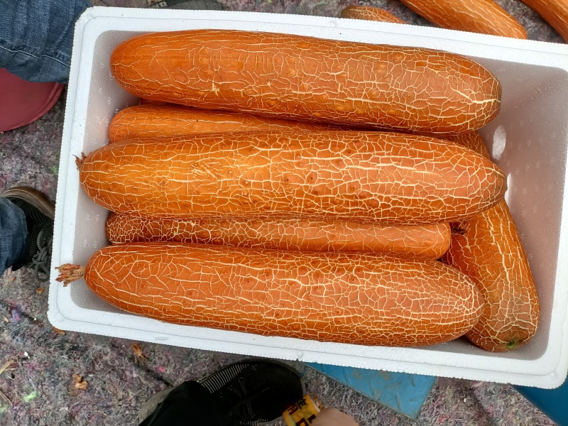 山东潍坊寿光精品老黄瓜陆续上市，价格不高，合作共赢！
