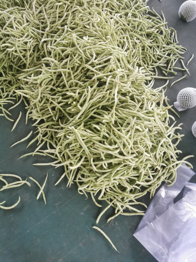 四季豆