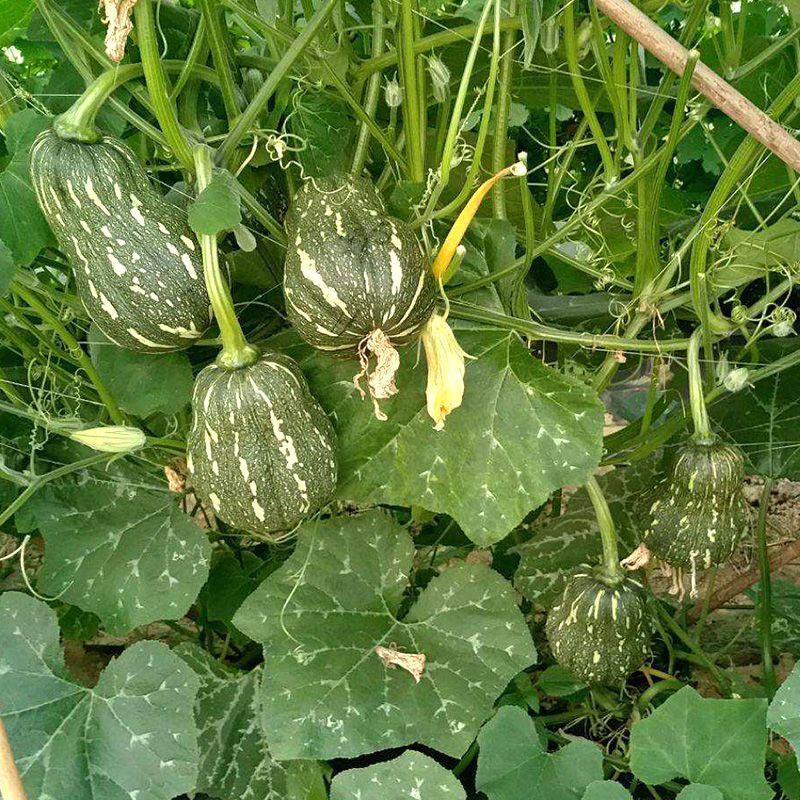 蜜玲珑南瓜种子肉厚板栗味甜面糯南瓜种籽粉甜小南瓜种籽