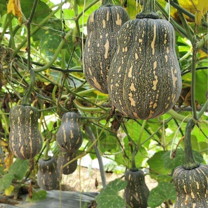 蜜玲珑南瓜种子肉厚板栗味甜面糯南瓜种籽粉甜小南瓜种籽