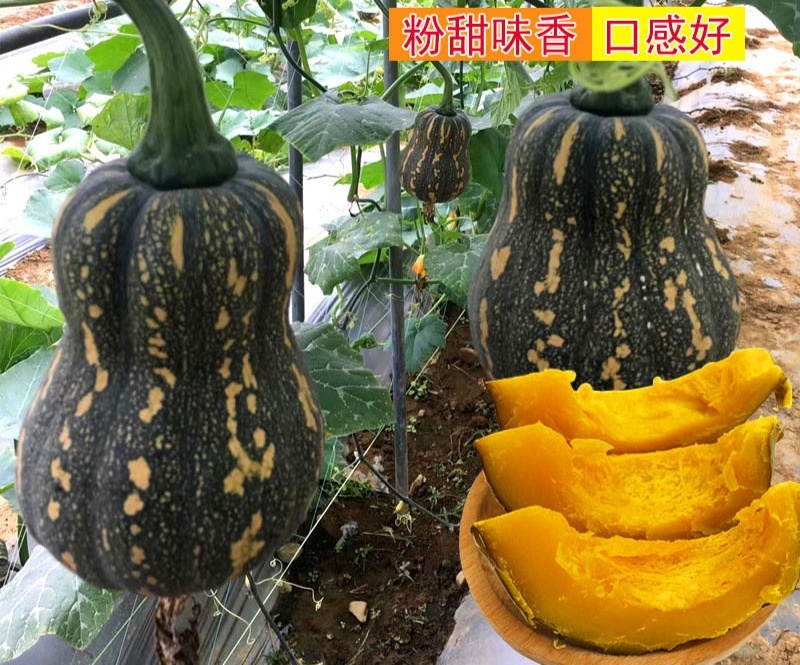 蜜玲珑南瓜种子肉厚板栗味甜面糯南瓜种籽粉甜小南瓜种籽