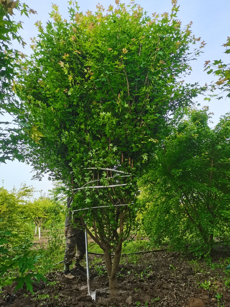 独本丛生五角枫