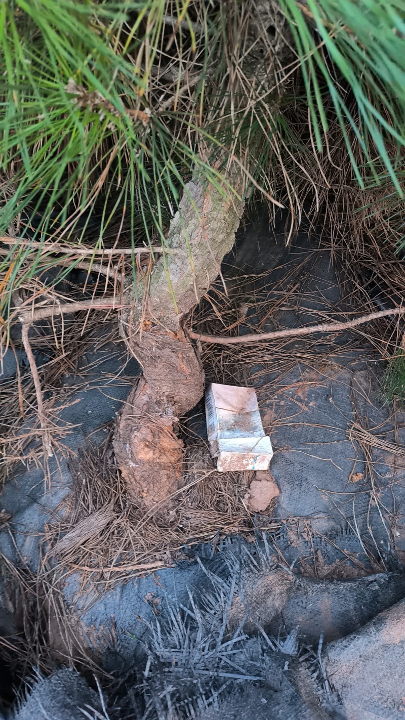 黑松童孑功