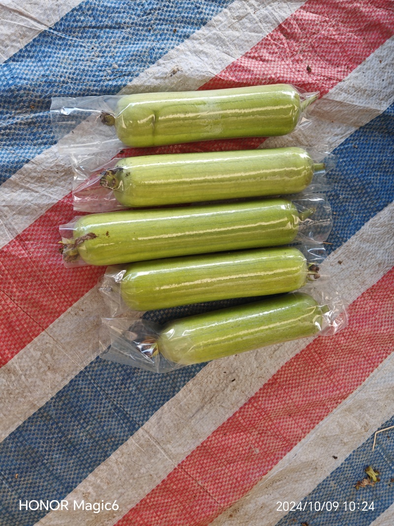 精品白玉丝瓜