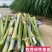 大叶皇竹草甜象草四季牧草多年生耐寒耐旱养殖专用商品包邮
