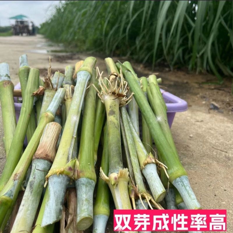 大叶皇竹草甜象草四季牧草多年生耐寒耐旱养殖专用商品包邮