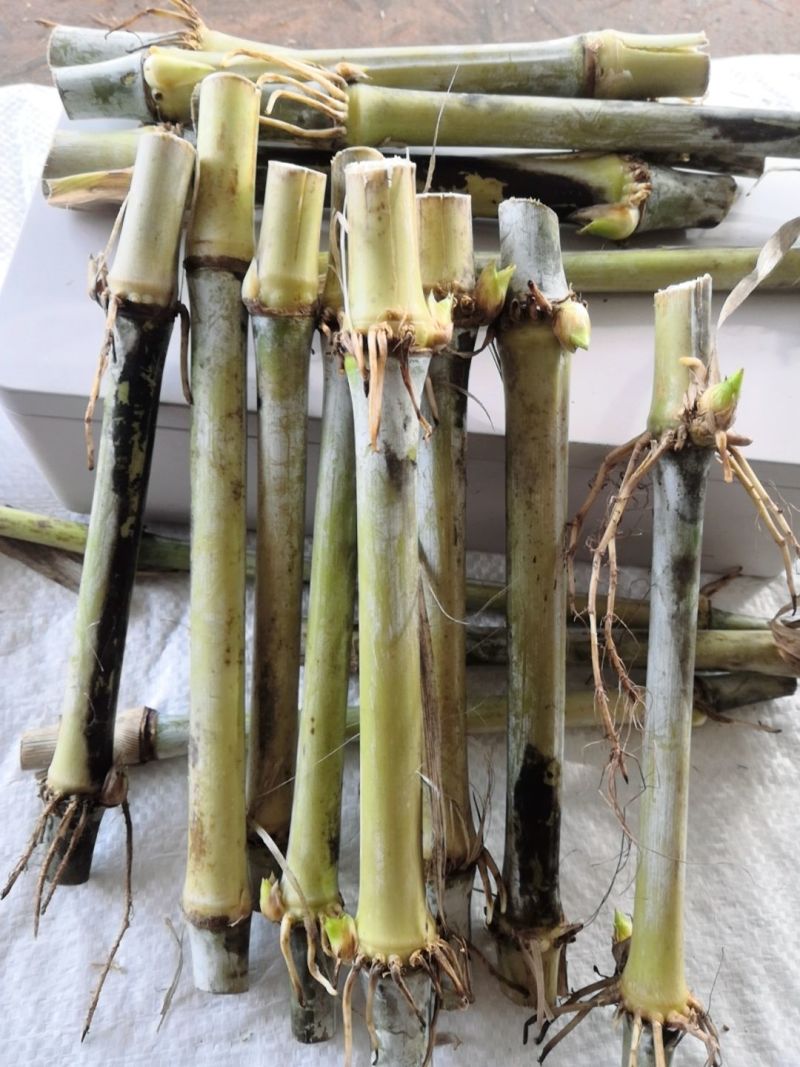 大叶皇竹草甜象草四季牧草多年生耐寒耐旱养殖专用商品包邮