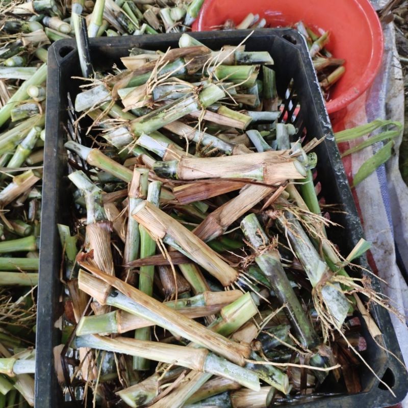 大叶皇竹草甜象草四季牧草多年生耐寒耐旱养殖专用商品包邮