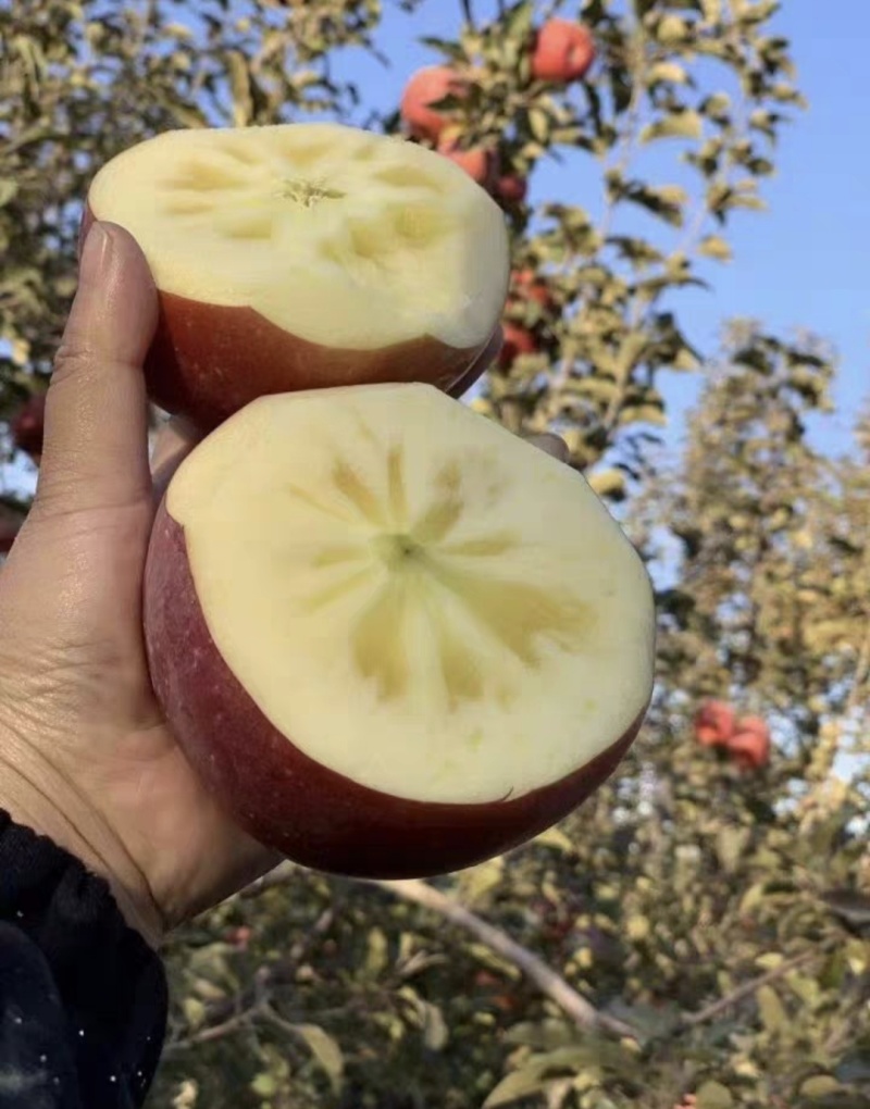 代办代购新疆阿克苏冰糖心红富士苹果，大量有货