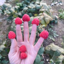双季树莓苗，果实大，产量高，品种纯，根细好，基地发货