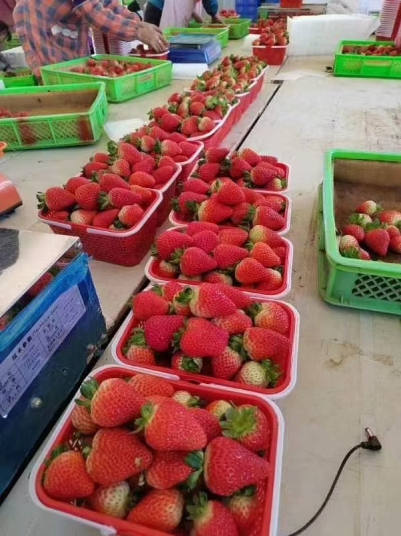 草莓蒙特瑞草莓
