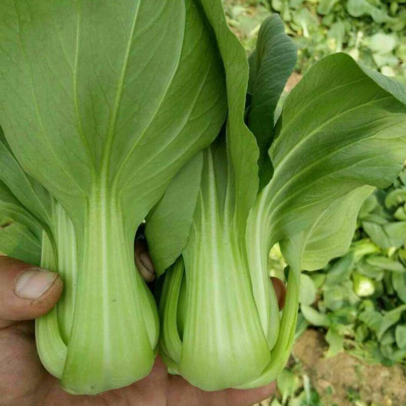 金牌冬美青梗菜种子大头束腰矮脚菜种耐寒耐抽薹上海青籽