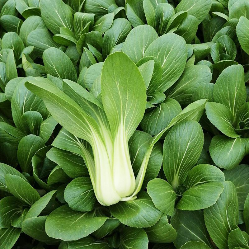 金牌冬美青梗菜种子大头束腰矮脚菜种耐寒耐抽薹上海青籽