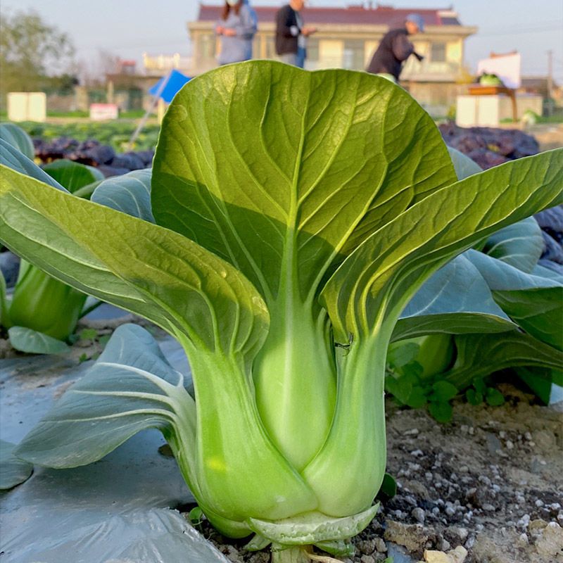金牌冬美青梗菜种子大头束腰矮脚菜种耐寒耐抽薹上海青籽