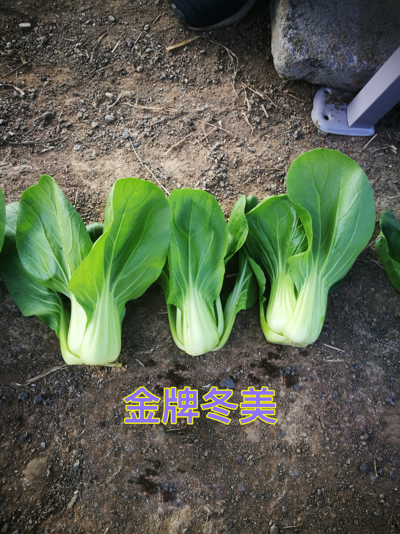金牌冬美青梗菜种子大头束腰矮脚菜种耐寒耐抽薹上海青籽