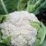 【实力】花菜有机花菜河北产区直发保质保量供货