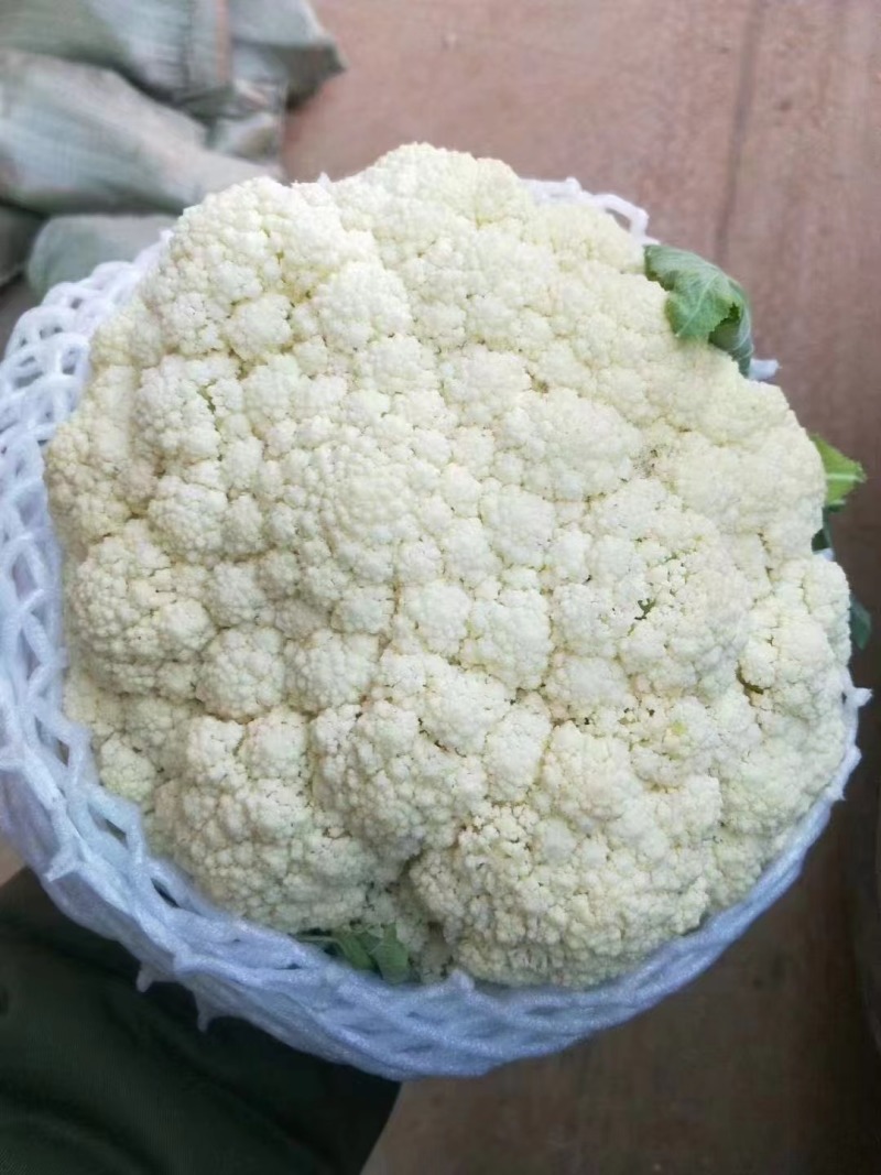 【实力】花菜有机花菜河北产区直发保质保量供货