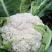 【实力】花菜有机花菜河北产区直发保质保量供货
