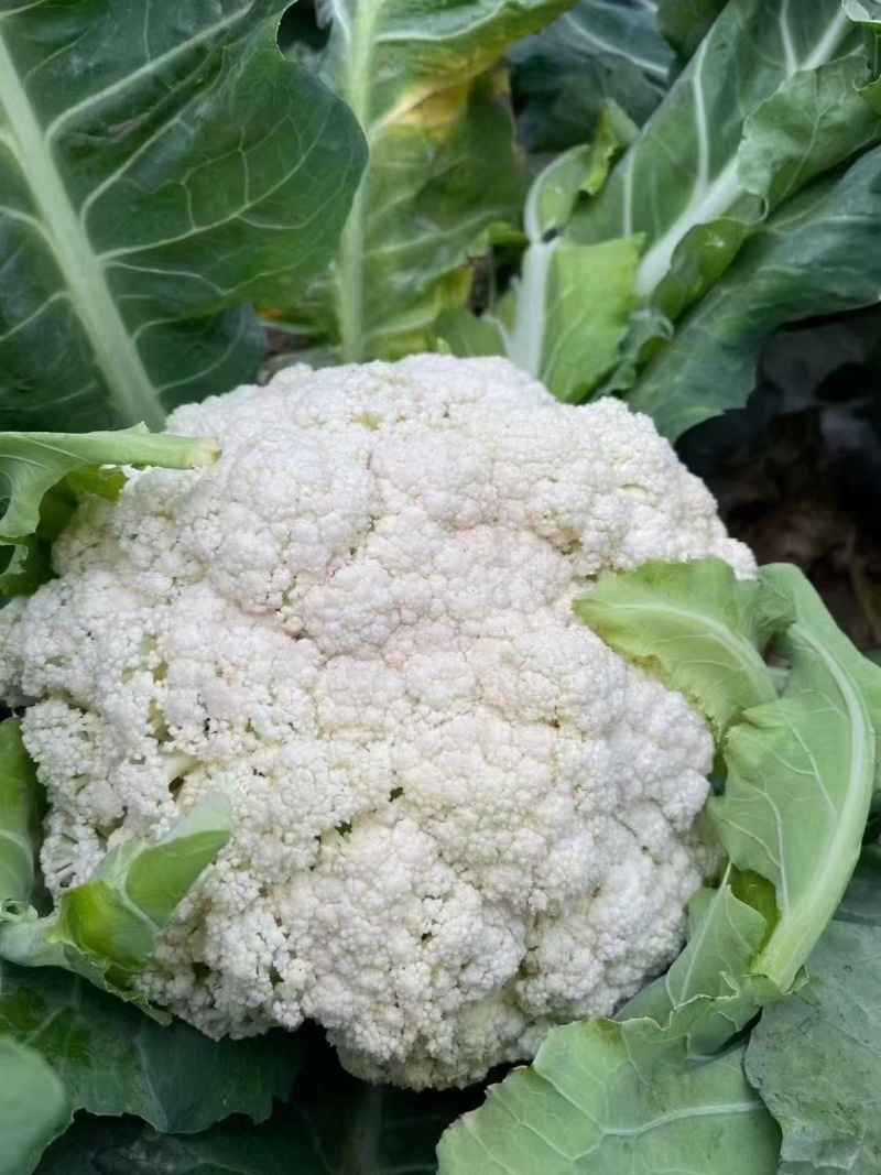 【实力】花菜有机花菜河北产区直发保质保量供货