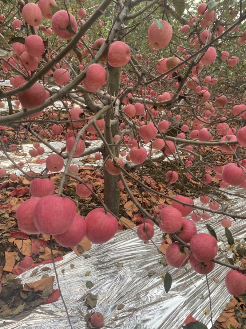 辽阳寒富，寒富士苹果，辽宁寒富陆续上市，高中低档！
